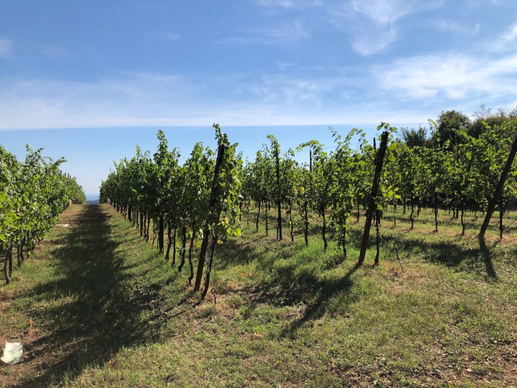 Degustazione olio e vino con passeggiata