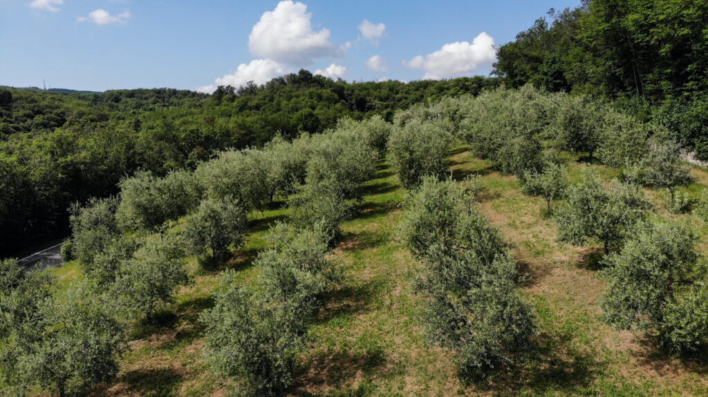 Degustazione olio e vino con passeggiata