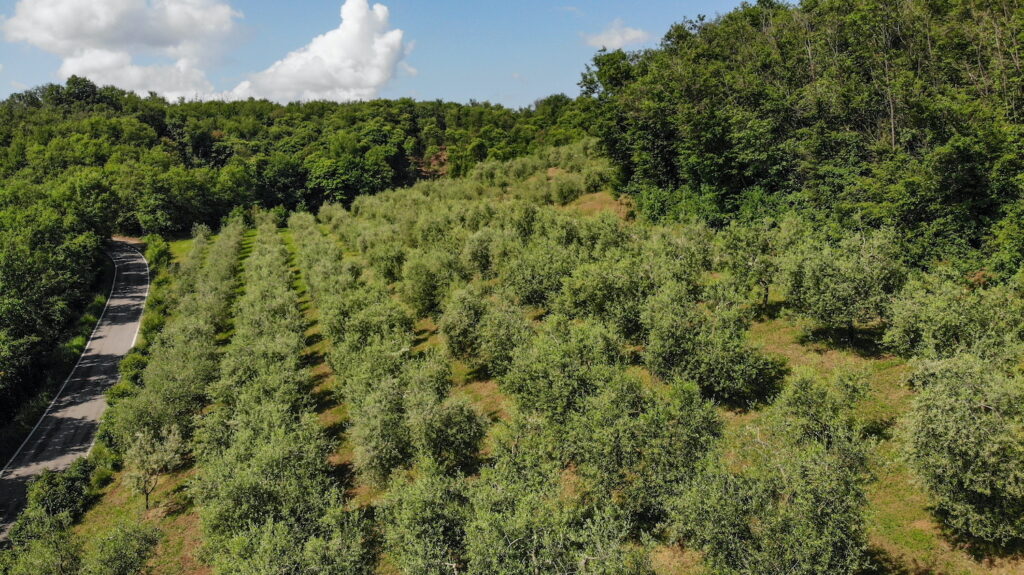 Degustazione olio e vino con passeggiata