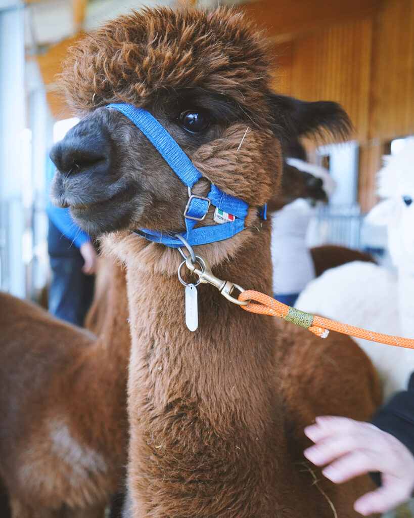 Passeggiate didattiche con gli alpaca