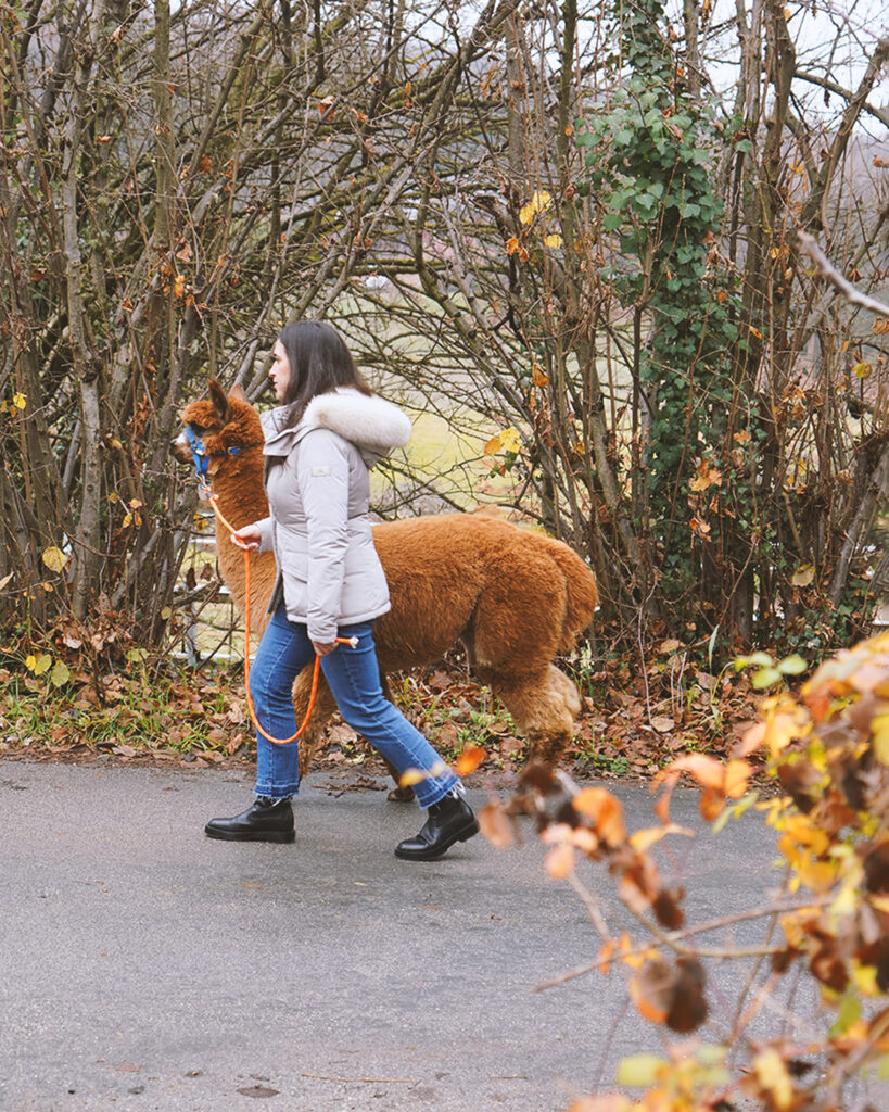 Passeggiate didattiche con gli alpaca