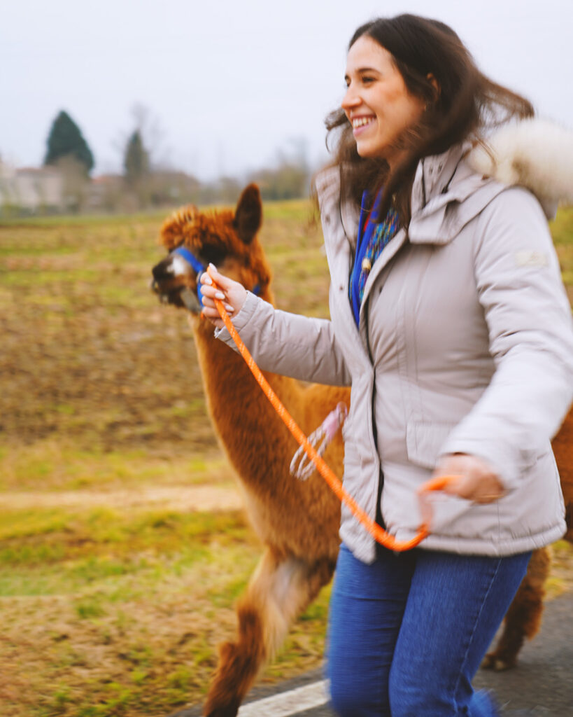 Passeggiate didattiche con gli alpaca